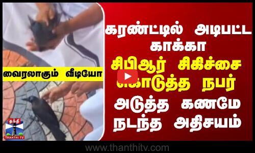 கரண்ட்டில் அடிபட்ட காக்கா..CBR சிகிச்சை கொடுத்த  நபர்..அடுத்த கணமே நடந்த அதிசயம்