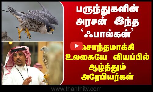 Saudi Arabia பருந்துகளின் அரசன் இந்த `ஃபால்கன்’ - சொந்தமாக்கி உலகையே வியப்பில் ஆழ்த்தும் அரேபியர்கள்