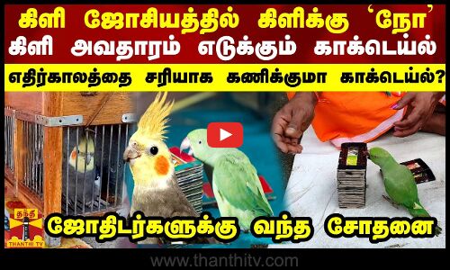 கிளி ஜோசியத்தில் கிளிக்கு`நோ’கிளி அவதாரம் எடுக்கும் காக்டெய்ல்..சரியாக சீட்டை எடுக்கிறதா காக்டெய்ல்?