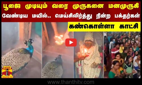 பூஜை முடியும் வரை முருகனை மனமுருகி வேண்டிய மயில்.. மெய்சிலிர்த்து நின்ற பக்தர்கள் - கண்கொள்ளா காட்சி