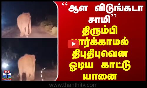 Elephant | Viral Video | ``ஆள விடுங்கடா சாமி - திரும்பி பார்க்காமல் திபுதிபுவென ஓடிய காட்டு யானை