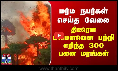 மர்ம நபர்கள் செய்த வேலை.. திடீரென மளமளவென பற்றி எரிந்த 300 பனை மரங்கள்