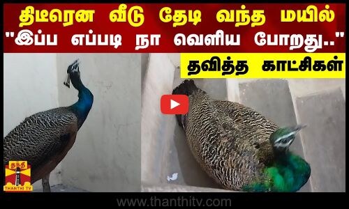 திடீரென வீடு தேடி வந்த மயில்..இப்ப எப்படி நா வெளிய போறது.. - தவித்த காட்சிகள்