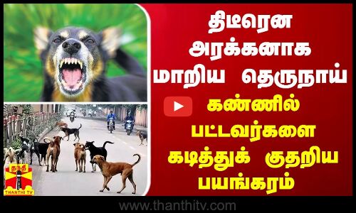 திடீரென அரக்கனாக மாறிய தெருநாய் - கண்ணில் பட்டவர்களை கடித்துக் குதறிய பயங்கரம்