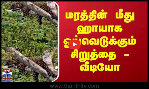 Cheetah  Video  |  மரத்தின் மீது ஹாயாக ஓய்வெடுக்கும் சிறுத்தை - வீடியோ