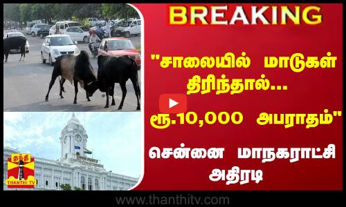 #Breaking : சாலையில் மாடுகள் திரிந்தால்... ரூ.10,000 அபராதம் - சென்னை மாநகராட்சி அதிரடி
