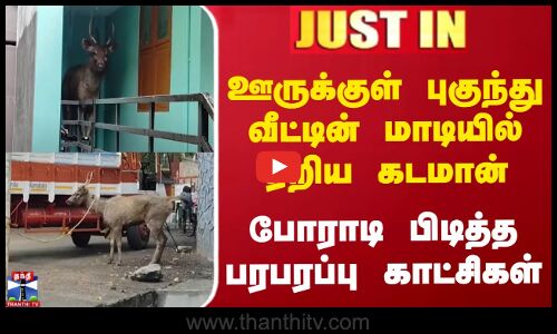 ஊருக்குள் புகுந்து வீட்டின் மாடியில் ஏறிய கடமான் - போராடி பிடித்த பரபரப்பு காட்சிகள்