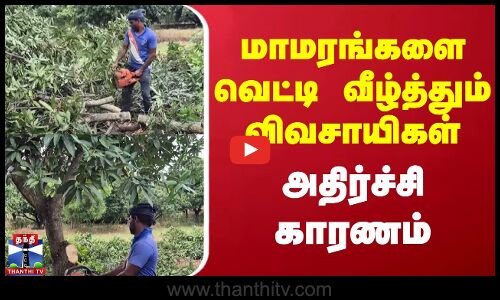 மாமரங்களை வெட்டி வீழ்த்தும் விவசாயிகள் - அதிர்ச்சி காரணம்