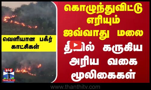 கொழுந்துவிட்டு எரியும் ஜவ்வாது மலை.. தீயில் கருகிய அரிய வகை மூலிகைகள்...