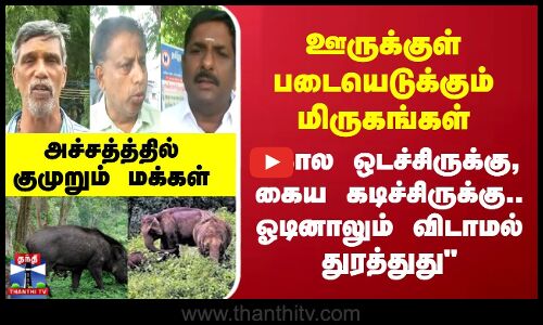 Animals Invading the Town || ஊருக்குள் படையெடுக்கும் மிருகங்கள் - அச்சத்தில் குமுறும் மக்கள்