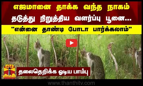 எஜமானை தாக்க வந்த நாகம் -  தடுத்து நிறுத்திய வளர்ப்பு பூனை ...என்னை தாண்டி போடா பாக்கலாம்