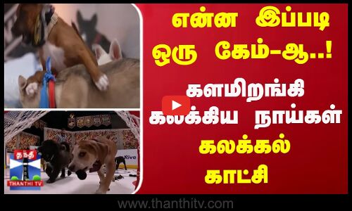 என்ன இப்படி ஒரு கேம்-ஆ..! களமிறங்கி கலக்கிய நாய்கள் - கலக்கல் காட்சி