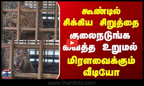 UP Leopard | கூண்டில் சிக்கிய 4 வயது ஆண் சிறுத்தை | குலைநடுங்க வைத்த உறுமல் | மிரளவைக்கும் வீடியோ