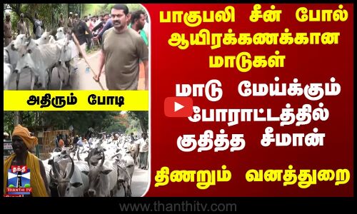 மாடு மேய்க்கும் போராட்டத்தில் குதித்த சீமான் - அதிரும் போடி