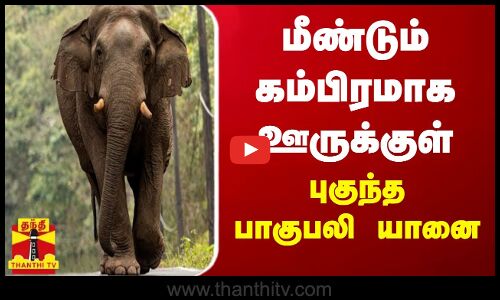 மீண்டும் கம்பிரமாக ஊருக்குள் புகுந்த  பாகுபலி யானை..