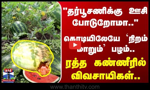தர்பூசணிக்கு ஊசி போடுறோமா கொடியிலேயே `நிறம் மாறும் பழம்.. கண்ணீரில் விவசாயிகள்