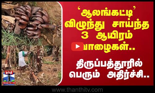 Tirupattur Rainfall || `ஆலங்கட்டி’ விழுந்து சாய்ந்த 3 ஆயிரம் வாழைகள்.. திருப்பத்தூரில் அதிர்ச்சி