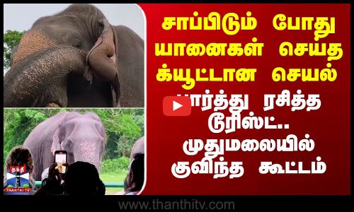 Elephant | Mudumalai | சாப்பிடும் போது யானைகள் செய்த க்யூட்டான செயல் - பார்த்து ரசித்த டூரிஸ்ட்