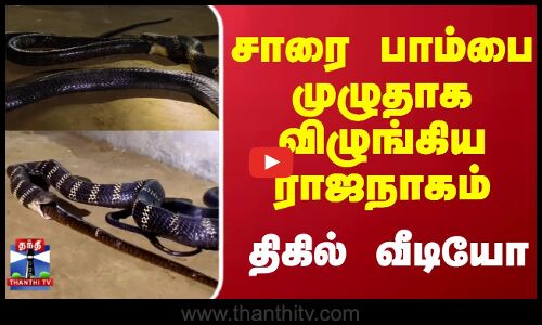Snake | Viral Video | சாரை பாம்பை முழுதாக விழுங்கிய ராஜநாகம்..திகில் வீடியோ