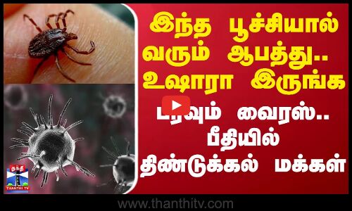 இந்த பூச்சியால் வரும் ஆபத்து.. உஷாரா இருங்க.. பரவும் வைரஸ் - பீதியில் திண்டுக்கல் மக்கள்