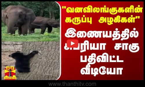 வனவிலங்குகளின் கருப்பு அழகிகள்... இணையத்தில் சுப்ரியா சாகு பதிவிட்ட வீடியோ