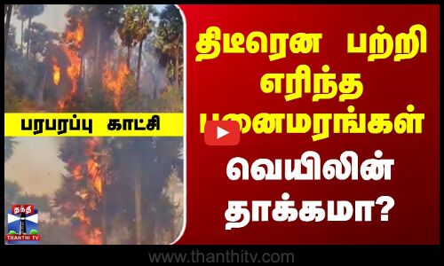 திடீரென பற்றி எரிந்த பனைமரங்கள்.. வெயிலின் தாக்கமா? பரபரப்பு காட்சி