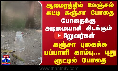 ஆலமரத்தில் ஊஞ்சல் கட்டி கஞ்சா போதை... போதைக்கு அடிமையாகி கிடக்கும் சிறுவர்கள்... புது ரூட்டில் போதை