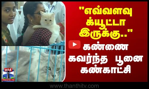 Erode Cat Exhibition | எவ்வளவு க்யூட்டா இருக்கு.. கண்ணை கவர்ந்த பூனை கண்காட்சி
