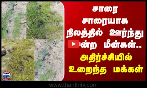 Sri Lanka| Fish | சாரை சாரையாக நிலத்தில் ஊர்ந்து சென்ற மீன்கள்.. அதிர்ச்சியில் உறைந்த மக்கள்