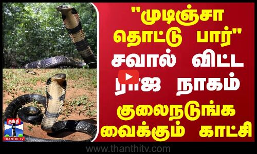 முடிஞ்சா தொட்டு பார்.. சவால் விட்ட ராஜ நாகம் - குலைநடுங்க வைக்கும் காட்சி