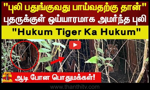 புலி பதுங்குவது பாய்வதற்கு தான் புதருக்குள் ஒய்யாரமாக அமர்ந்த புலி! ஆடி போன பொதுமக்கள்