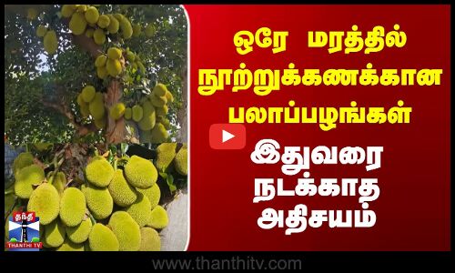 ஒரே மரத்தில் நூற்றுக்கணக்கான பலாப்பழங்கள்... இதுவரை நடக்காத அதிசயம்