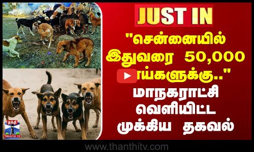 சென்னையில் இதுவரை 50,000 நாய்களுக்கு.. - மாநகராட்சி வெளியிட்ட முக்கிய தகவல்