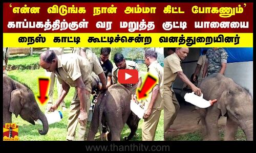 நான் அம்மா கிட்ட போகணும் காப்பகத்திற்குள் வர மறுத்த குட்டி யானையை கூட்டிச்சென்ற வனத்துறையினர்