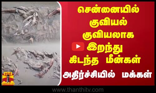சென்னையில் குவியல் குவியலாக இறந்து கிடந்த மீன்கள் - அதிர்ச்சியில் மக்கள்