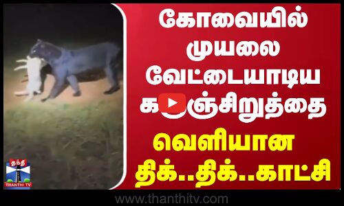 கோவையில் முயலை வேட்டையாடிய கருஞ்சிறுத்தை.. வெளியான திக்.. திக்.. காட்சி