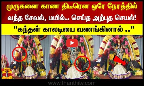 முருகனை காண ஒரே நேரத்தில் வந்த சேவல், மயில்.. செய்த அற்புத செயல்! கந்தன் காலடியை வணங்கினால் ..