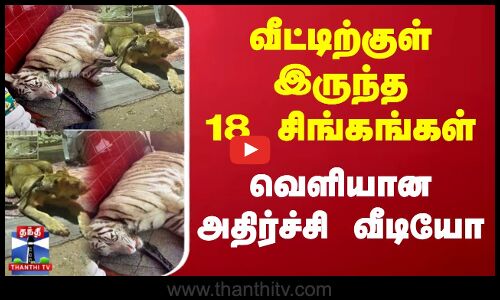 வீட்டிற்குள் இருந்த 18 சிங்கங்கள் - வெளியான அதிர்ச்சி வீடியோ