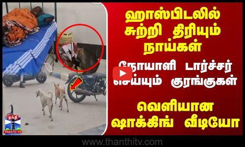ஹாஸ்பிடலில் சுற்றி திரியும் நாய்கள்... நோயாளி டார்ச்சர் செய்யும் குரங்குகள்