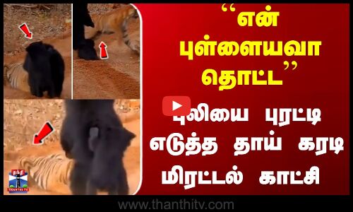 ``என் புள்ளையவா தொட்ட...  புலியை புரட்டி எடுத்த கரடி... மிரட்டல் காட்சி