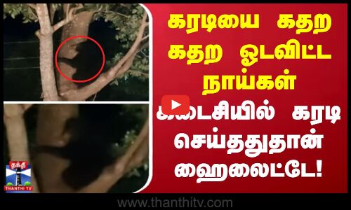 கரடியை கதற கதற ஓடவிட்ட நாய்கள் - கடைசியில் கரடி செய்ததுதான் ஹைலைட்டே!
