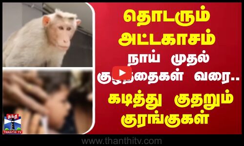 தொடரும் அட்டகாசம் - நாய் முதல் குழந்தைகள் வரை..கடித்து குதறும் குரங்குகள்