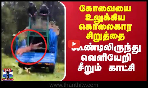 கோவையை உலுக்கிய கொலைகார சிறுத்தை கூண்டிலிருந்து வெளியேறி சீறும் காட்சி