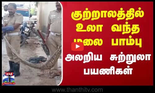Snake | Viral Video | குற்றாலத்தில் உலா வந்த பாம்பு.. அலறிய சுற்றுலா பயணிகள்
