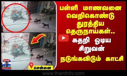 பள்ளி மாணவனை வெறிகொண்டு துரத்திய தெருநாய்கள்.. கதறி ஓடிய சிறுவன் - நடுங்கவிடும் காட்சி