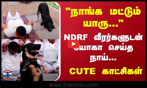 நாங்க மட்டும் யாரு... NDRF வீரர்களுடன் யோகா செய்த நாய்... cute காட்சிகள்