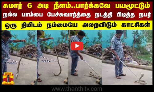 சுமார் 6 அடி நீளம்..பார்க்கவே பயமூட்டும் நல்ல பாம்பை பேச்சுவார்த்தை நடத்தி பிடித்த நபர்.. | Snake