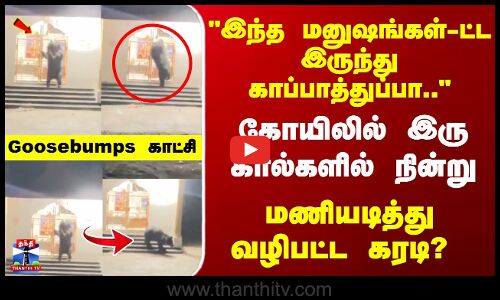 கோயிலில் இரு காலில் நின்று...  மணியடித்து வழிபட்ட கரடி