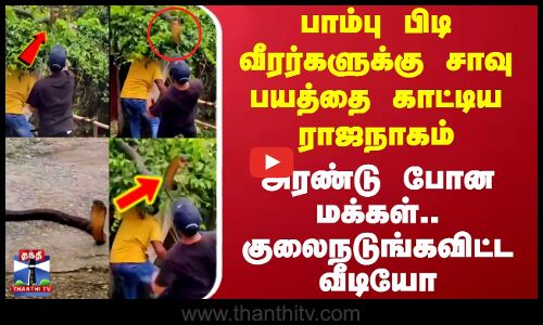 பாம்பு பிடி வீரர்களுக்கு சாவு பயத்தை காட்டிய ராஜநாகம் - குலைநடுங்கவிட்ட வீடியோ