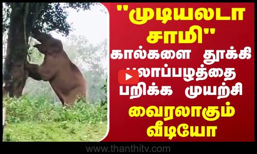முடியலடா சாமி கால்களை தூக்கி பலாப்பழத்தை பறிக்க முயற்சி.. வைரலாகும் வீடியோ